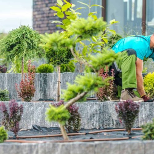 Landscaper Planting Flowers and Shrubs